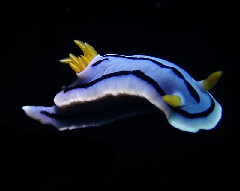 仇东平水摄作品62-妲己海兔_每日一照2021_海富瑜