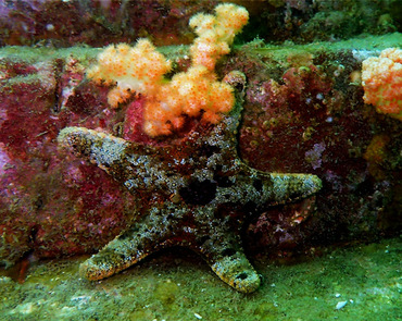 仇东平水摄作品63-海星和软珊瑚_每日一照2021_海富瑜