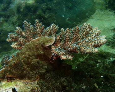 霜鹿角珊瑚、Acropora pruinosa_霜鹿角珊瑚_海富瑜