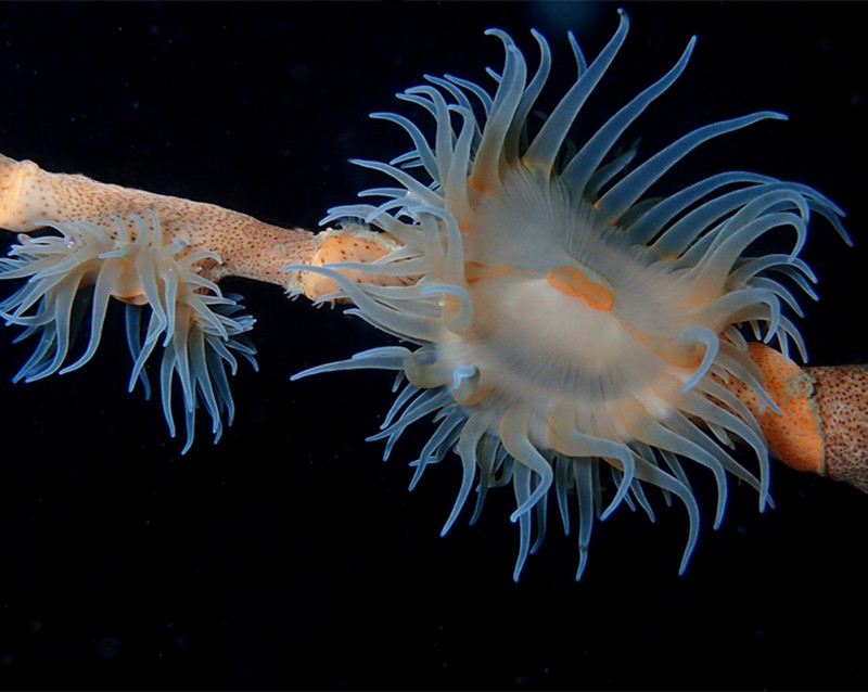 仇东平水摄作品64-绽放的海葵_每日一照2021_海富瑜