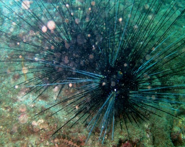 魔鬼海胆、长刺海胆、Diadema setosum_魔鬼海胆_海富瑜