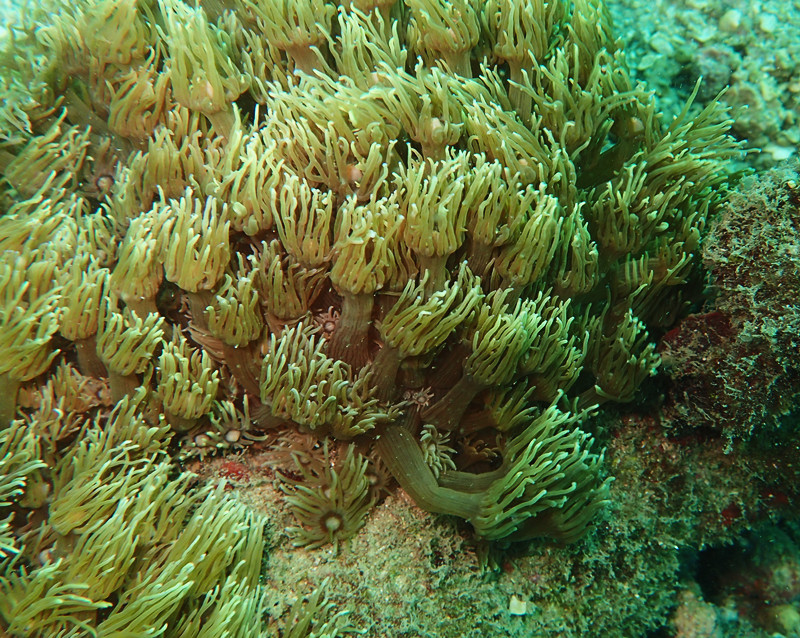 宝石花珊瑚、柱角孔珊瑚、Goniopora columna_柱管孔珊瑚_海富瑜