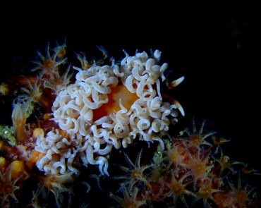 仇东平水摄作品66-挛毛绵羊_每日一照2021_海富瑜