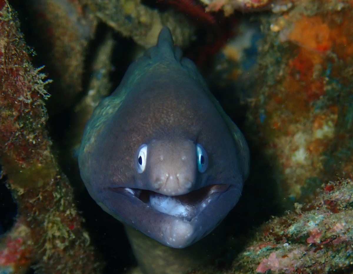 仇东平水摄作品67-白眼油锥_每日一照2021_海富瑜