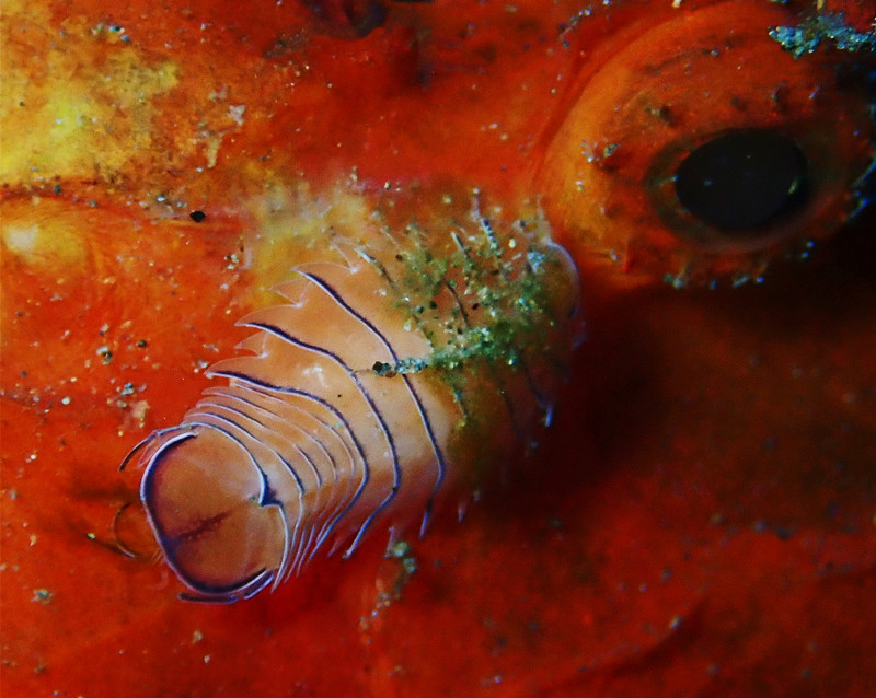 仇东平水摄作品69-鱼蚤_每日一照2021_海富瑜