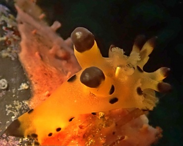 仇东平水摄作品68-黄色比卡丘_每日一照2021_海富瑜