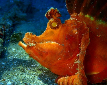 仇东平水摄作品70-红龙鮋_每日一照2021_海富瑜