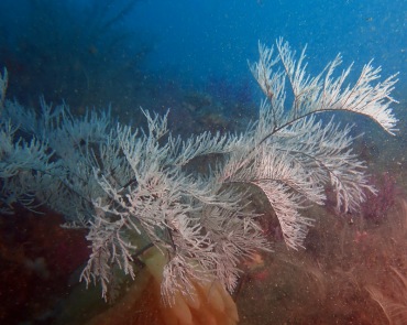 仇东平水摄作品71-黑角珊瑚_每日一照2021_海富瑜