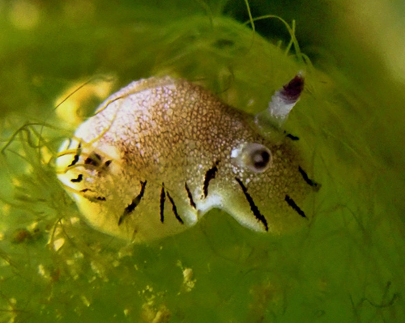 仇东平水摄作品73-跳虱海兔_每日一照2021_海富瑜