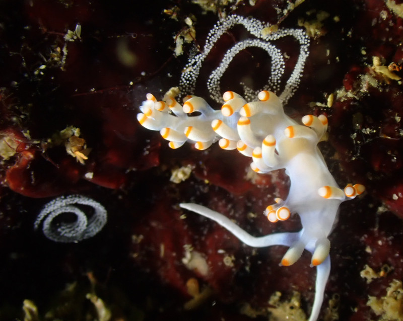 笔畅海兔、Samla bicolor、Flabellina bicolor_飒笔畅_海富瑜