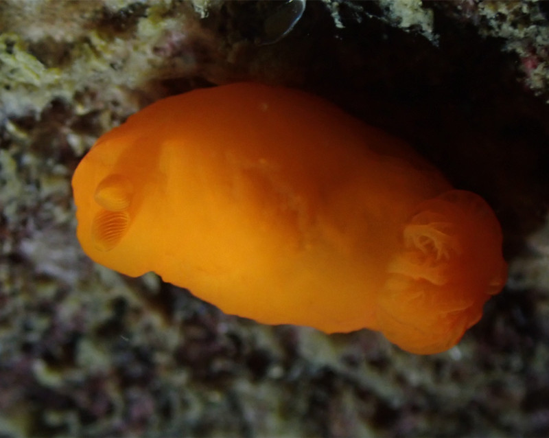 黄金虫海兔、无饰裸海牛、杀手氏、Gymnodoris Inornata_杀手黄金_海富瑜