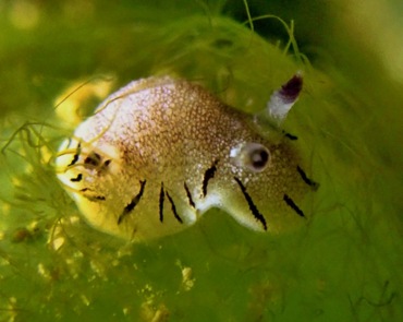 仇东平水摄作品73-跳虱海兔_每日一照2021_海富瑜