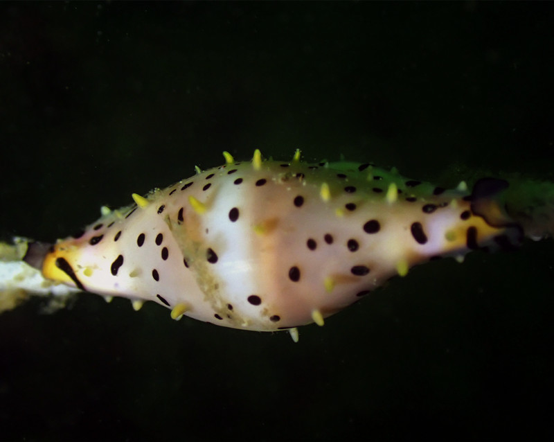 仇东平水摄作品74-短喙骗梭螺_每日一照2021_海富瑜