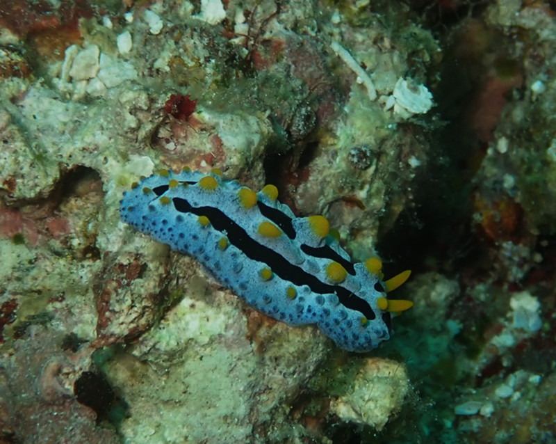 腔纹叶海蛞蝓、赑萝海兔、赑萝盘兔、赑萝麒麟兔、Phyllidia coelestis  _麒麟赑萝_海富瑜
