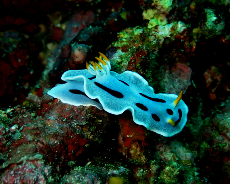 戴安娜海兔、Chromodoris dianae_彩戴安_海富瑜