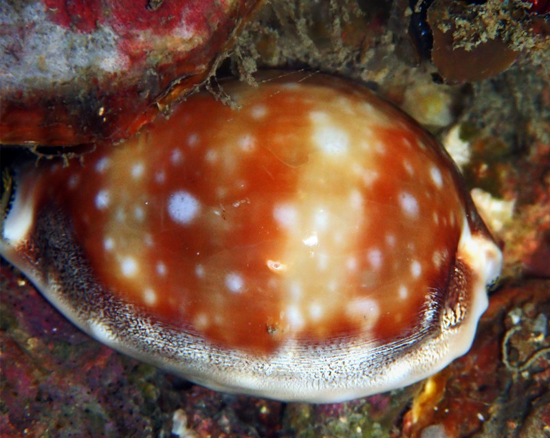 白星宝螺、Cypraea vitellus_白星宝螺_海富瑜