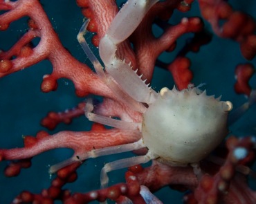 仇东平水摄作品75-白冠珊瑚蟹_每日一照2021_海富瑜
