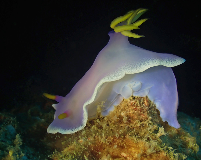 仇东平水摄作品76-果冻海兔_每日一照2021_海富瑜