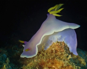 仇东平水摄作品76-果冻海兔_每日一照2021_海富瑜