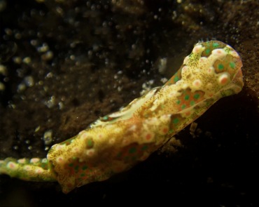 仇东平水摄作品77-镶宝石海兔_每日一照2021_海富瑜