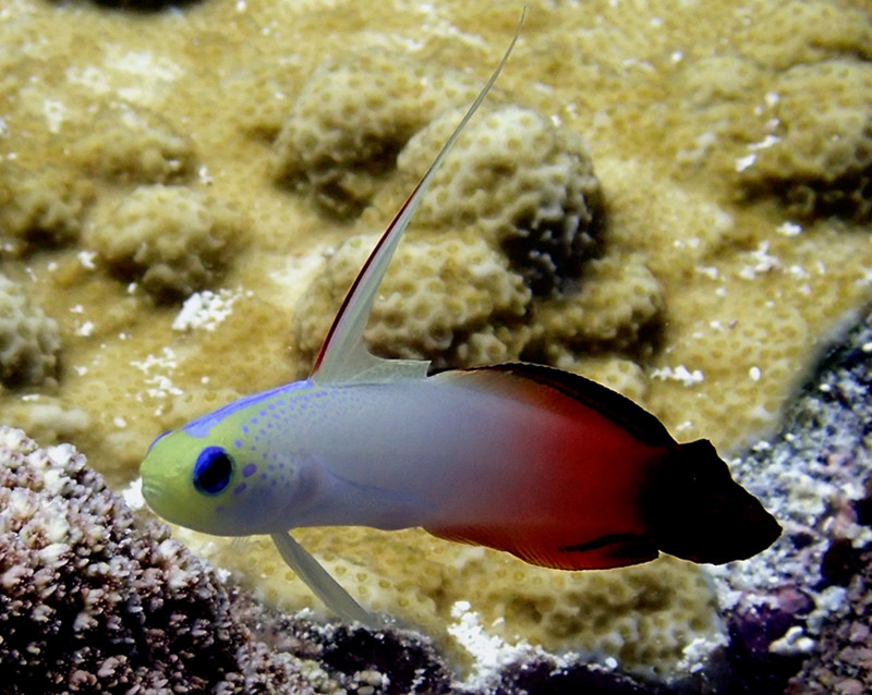 仇东平水摄作品79-雷达虾虎_每日一照2021_海富瑜