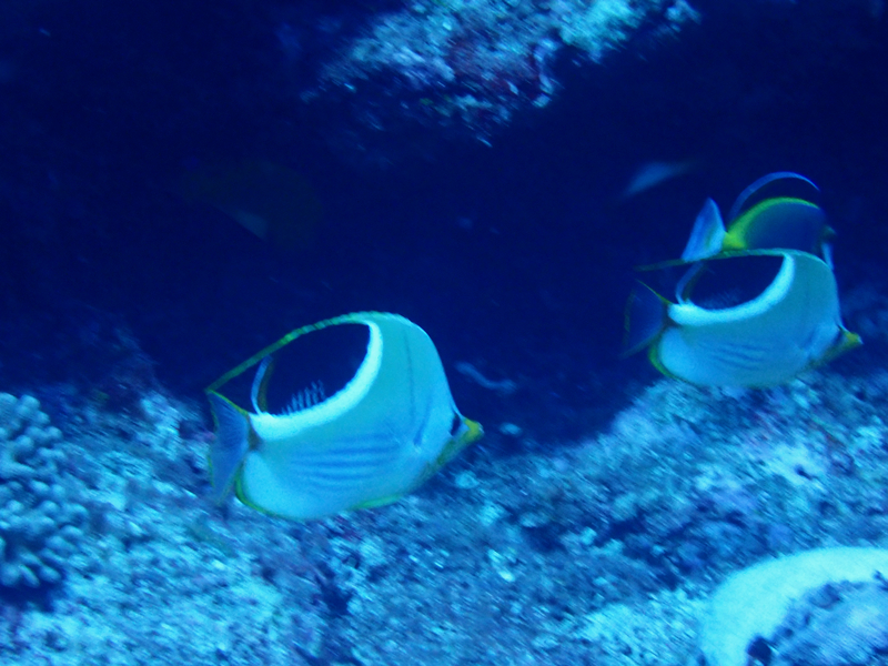 月光蝶、Chaetodon ephippium_月光蝶_海富瑜