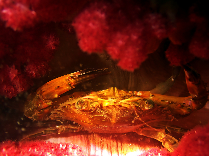 花盖蟹、石头蟹、Charybdis natator_花盖蟹_海富瑜