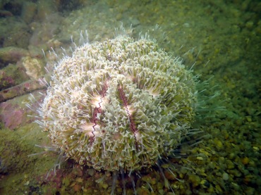 毒喇叭海胆、Toxopneustes pileolus_毒喇叭海胆_海富瑜