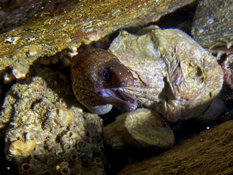 花斑油锥、花斑裸胸鳝、Gymnothorax minor_花斑油锥_海富瑜