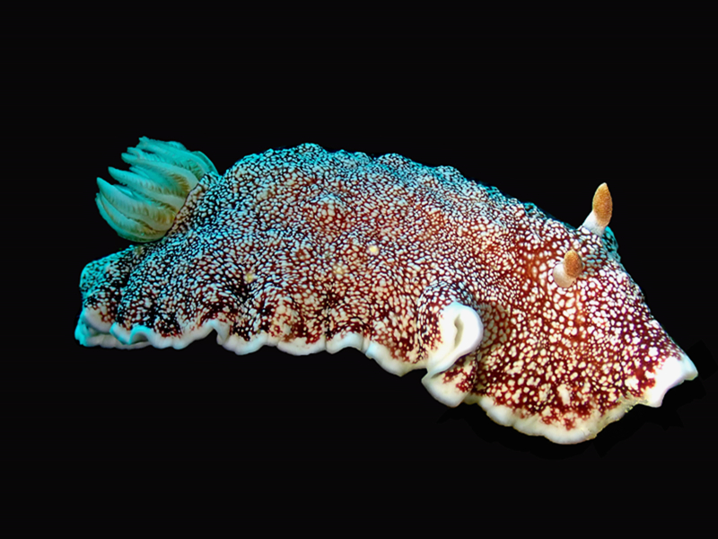红枣海兔、Goniobranchus reticulatus_龚红枣_海富瑜