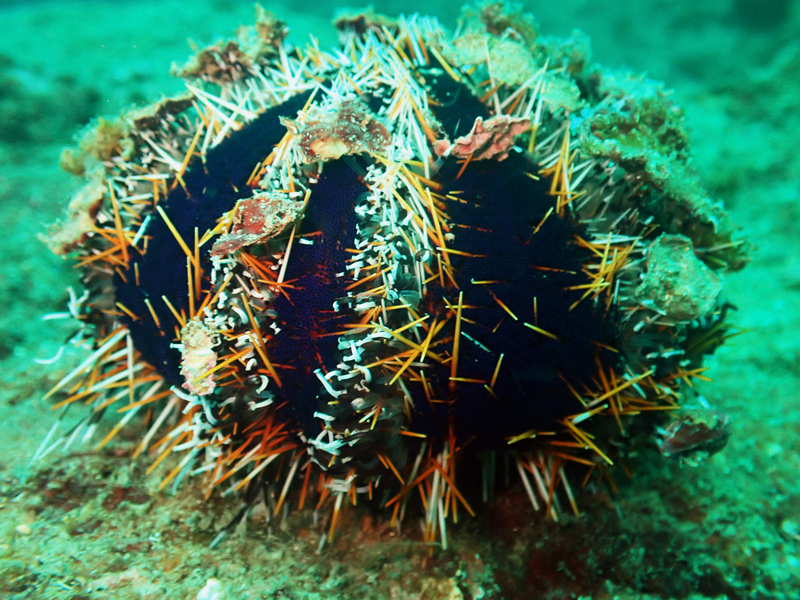 蛋糕海胆、白棘三列海胆、Tripneustes gratilla_蛋糕海胆_海富瑜
