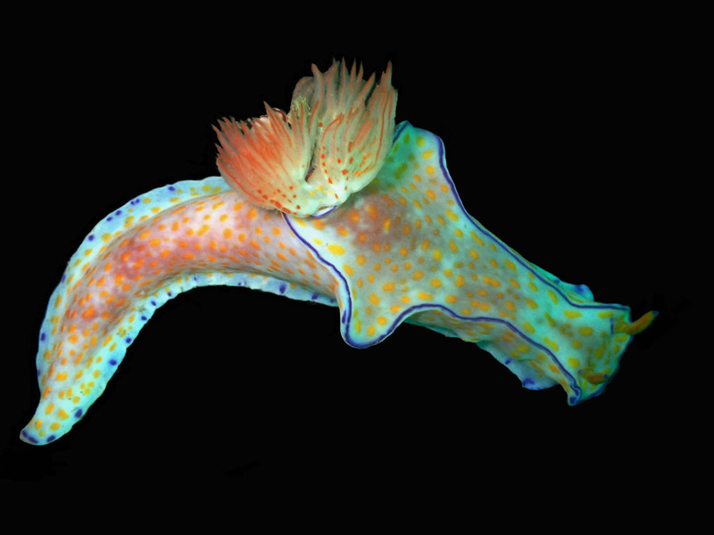 黄点撚兔、撚大阳、对翼多彩海兔、大阳撚兔、黄点飞机兔、撚氏、Ceratosoma trilobatum _撚黄点_海富瑜