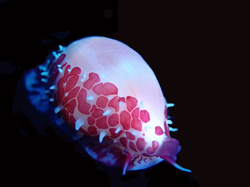 红斑海兔螺、天禄海兔螺、Diminovula stigma _红斑海兔螺_海富瑜