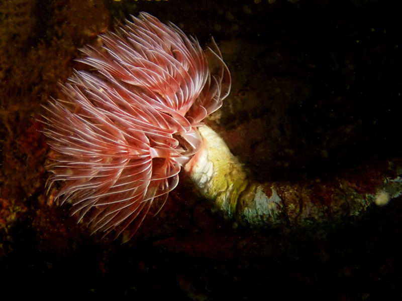 仇东平水摄作品157-管蠕虫_每日一照2021_海富瑜