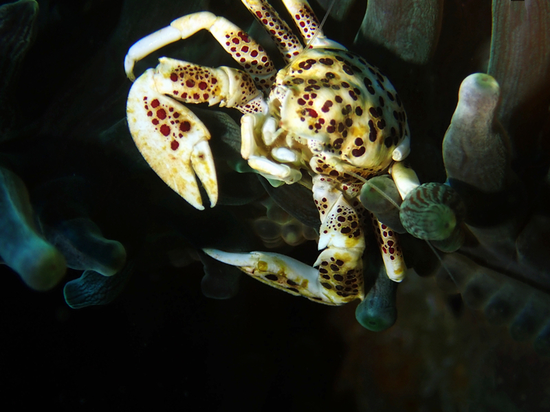 红斑海葵蟹、红斑瓷蟹、Neopetrolisthes maculatus_红斑海葵蟹_海富瑜