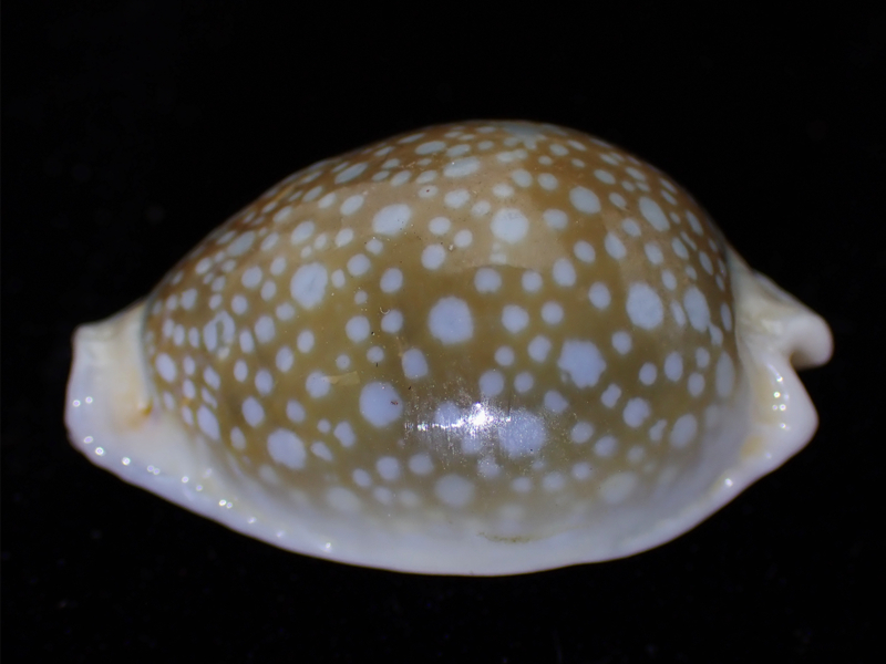 初雪宝螺、Cypraea miliaris_初雪宝螺_海富瑜