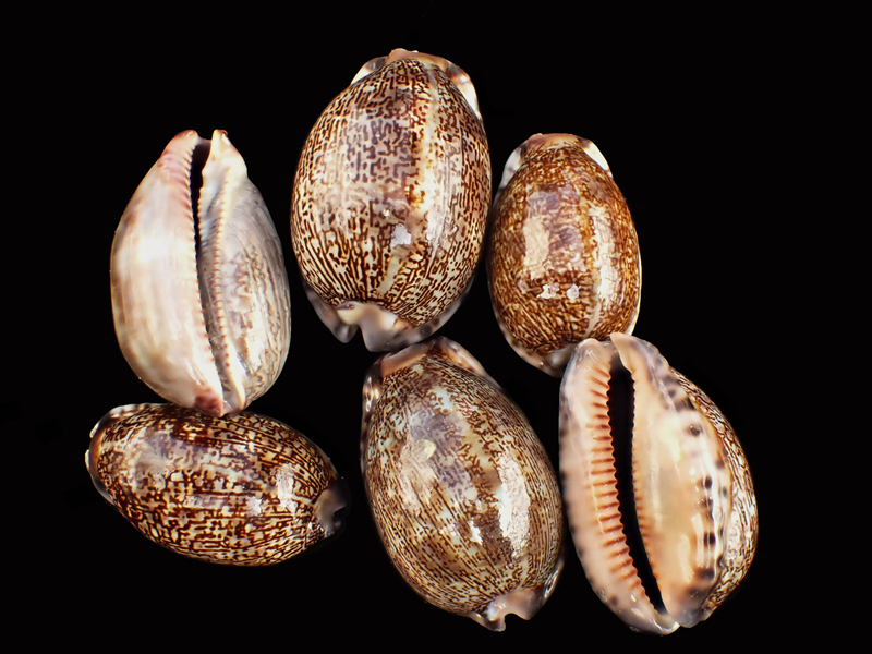 亚洲宝螺、猪仔螺、Cypraea asiatica_亚洲宝螺_海富瑜