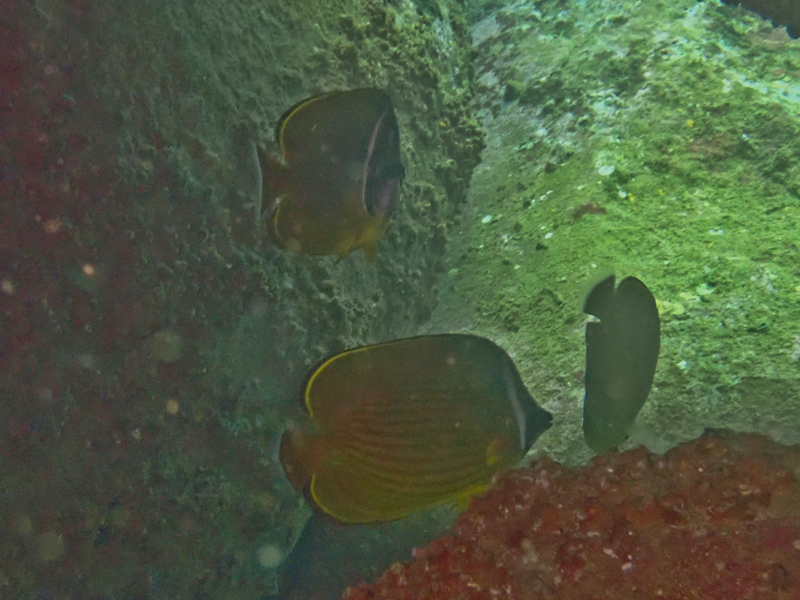 东方蝶、黑头蝶 、Chaetodon auripes_东方蝶_海富瑜