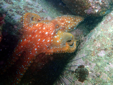 仇东平水摄作品177-星夜章鱼_每日一照2021_海富瑜