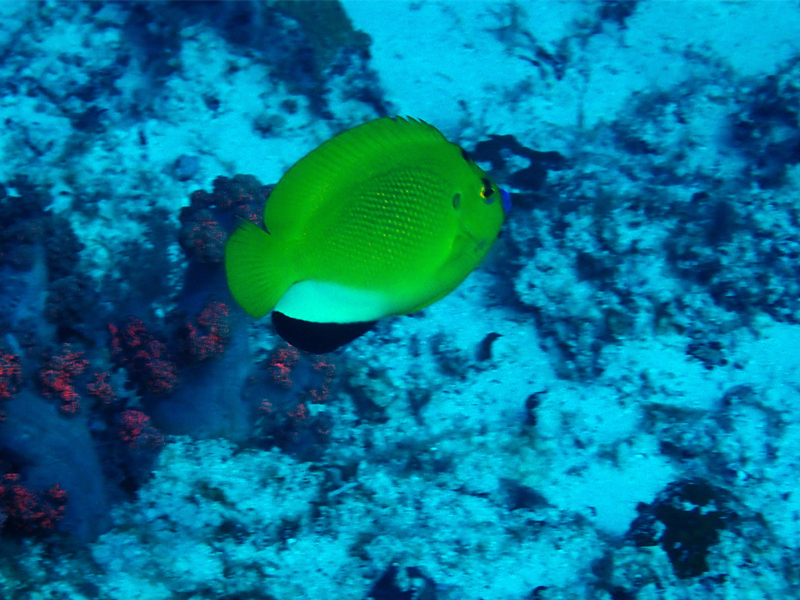 蓝嘴神仙、Apolemichthys trimaculatus_蓝嘴神仙_海富瑜
