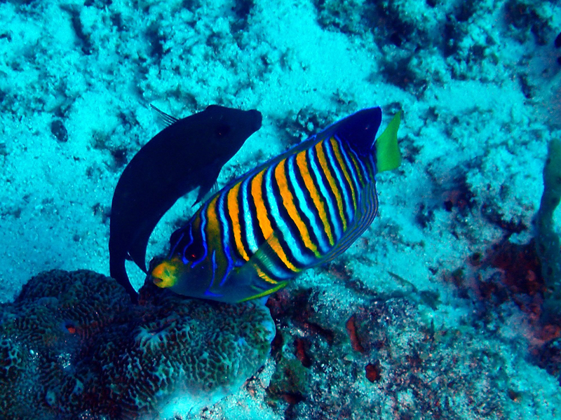 毛巾神仙鱼、毛巾仙、Pygoplites diacanthus_毛巾仙_海富瑜