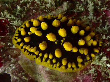 仇东平水摄作品209-黑玉金海兔_每日一照2021_海富瑜