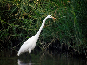 大白鹭、Ardea alba _大白鹭_海富瑜