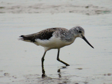 泽鹬、Tringa stagnatilis _泽鹬_海富瑜