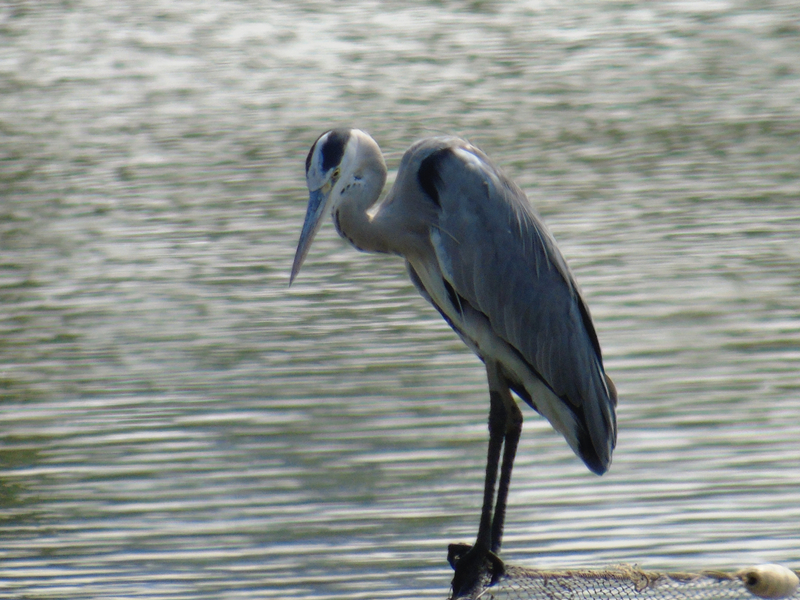 苍鹭、Ardea cinerea_苍鹭_海富瑜