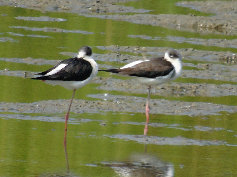 黑翅长脚鹬、Himantopus mexicanus _黑翅长脚鹬_海富瑜