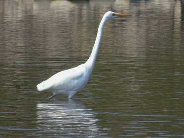 大白鹭、Ardea alba _大白鹭_海富瑜