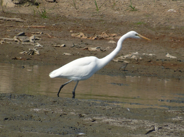 大白鹭、Ardea alba _大白鹭_海富瑜
