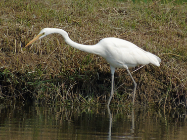 大白鹭、Ardea alba _大白鹭_海富瑜