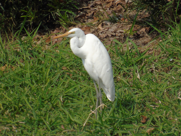 大白鹭、Ardea alba _大白鹭_海富瑜